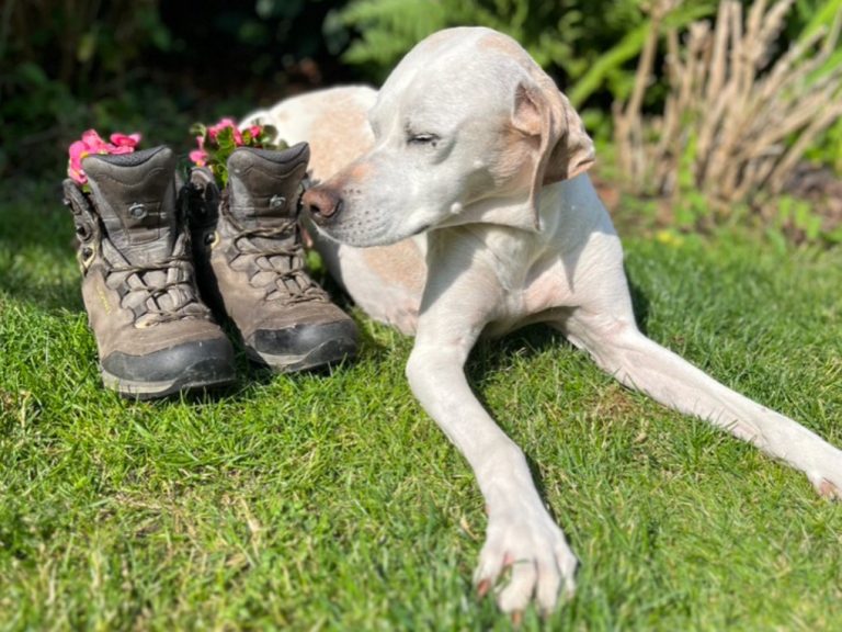 Hundetraining-und-mehr-Claudia-Bruckhaus_Wanderungen